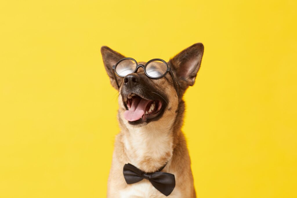 funny-dog-in-eyeglasses-2021-08-27-22-19-45-utc-scaled